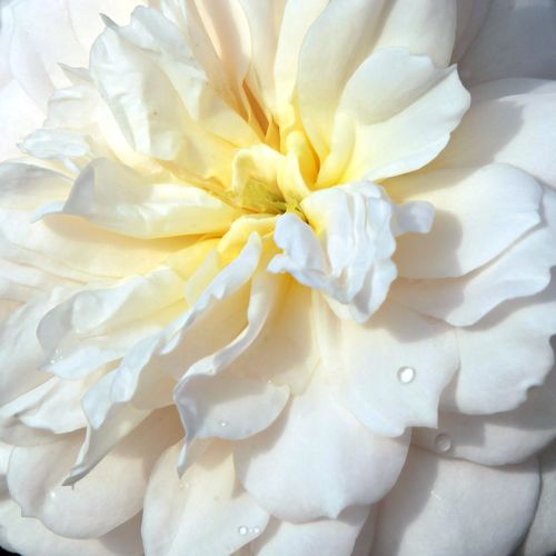 Online rózsa kertészet - angol rózsa - fehér - Rosa Crocus Rose - diszkrét illatú rózsa - David Austin - Krémfehér virágú, dekoratív bokros megjelenésű, illatos angol rózsa.